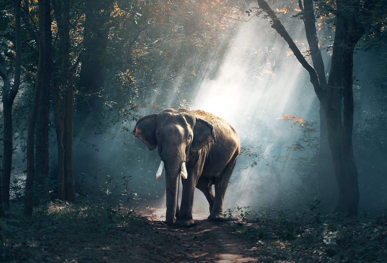 elephant standing in a forest