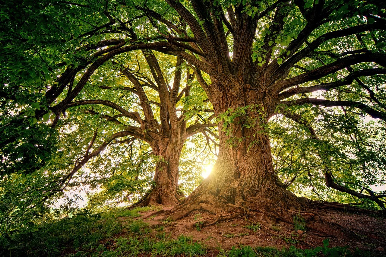 two trees with sunlight shining through